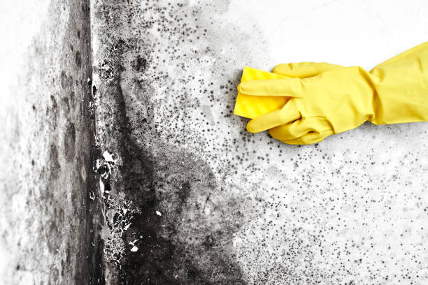Best Residential Mold Remediation in Odon, IN