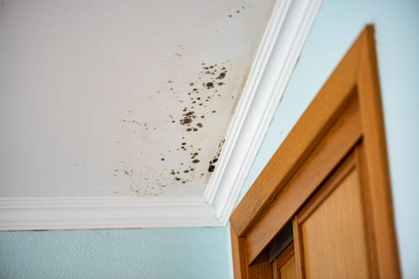 Best Health and Safety Mold Remediation in Odon, IN