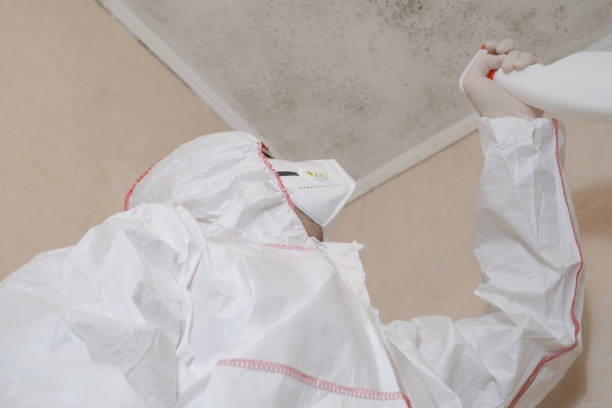 Best Basement Mold Remediation in Odon, IN